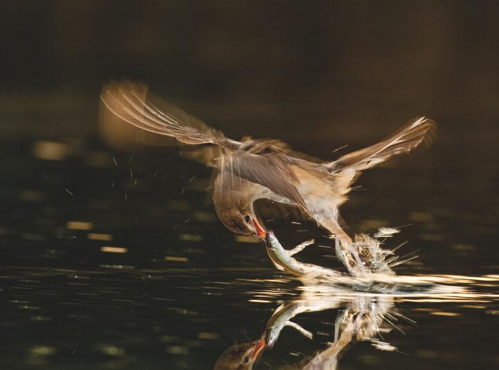 64 Schnelle Situation, wenig Licht ohne Blitz wäre der Drosselrohrsänger (Acrocephalus arundinaceus) nicht ausreichend scharf abgebildet worden.