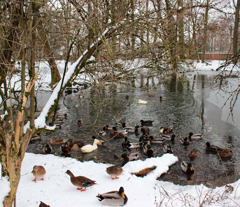 Mi, 06. Dezember 2017 14:30 Uhr Nikolausfeier im Tiergarten So, 24.