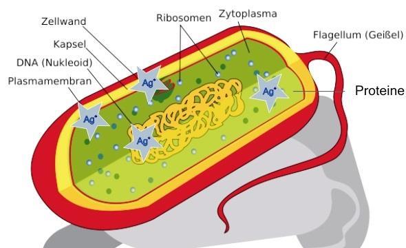 Polymer) eingebunden Nur die Silberionen wirken antimikrobiell Silberionen