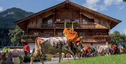 Almbtrieb in öll. Eine der schönsten Trditionen in Tirol, bei der für einen guten, unfllfreien Almsommer gednkt wird. öll erfrischt!