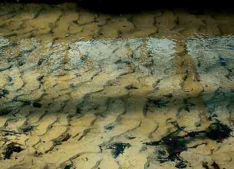 Bild 6: Typisches Sandgeprägtes Fließgewässer der Sander und sandigen Aufschüttungen mit für einen Tieflandbach außergewöhnlich steilen Talflanken.