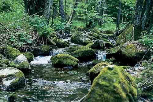glabra) Bild 21: Die Bachsohle des Kerbtalbaches im Grundgebirge besteht aus grobem Schotter und Blöcken, über die das Wasser mit hoher Fließgeschwindigkeit kaskadenartig abfließt.