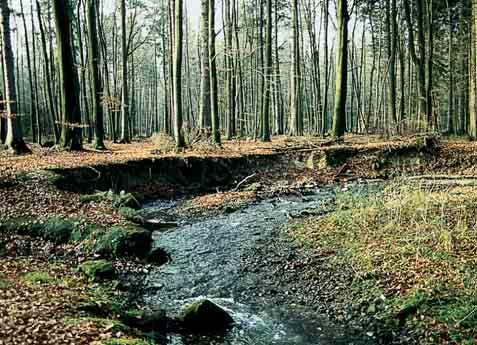 Der Kleine Talauebach im Deckgebirge weist im Querprofil eine unregelmäßige Kastenform auf. Die Ufer sind flach, in bindig-lehmigen Substraten etwas steiler.