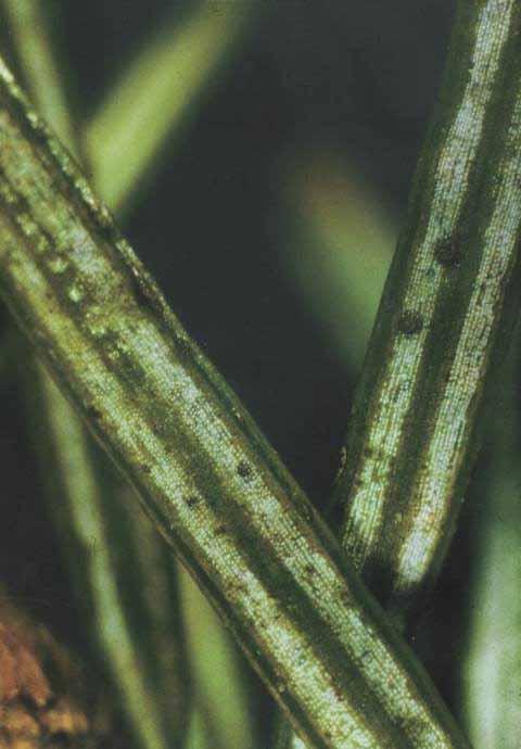Gallmilben (Eriophyidae)
