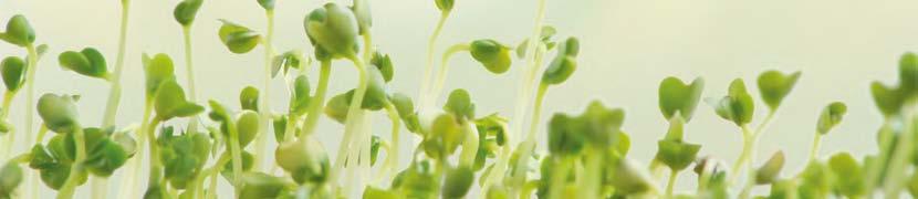 10 11 Samensorte Saatgut für 1 Tasse Sprossen Temperatur Tägliche Spülhäufigkeit Keimdauer, Ernte in Tagen Einweichzeit in Stunden im Keimglas Alfalfa 1 ½ EL 18-22 C 2x ca.