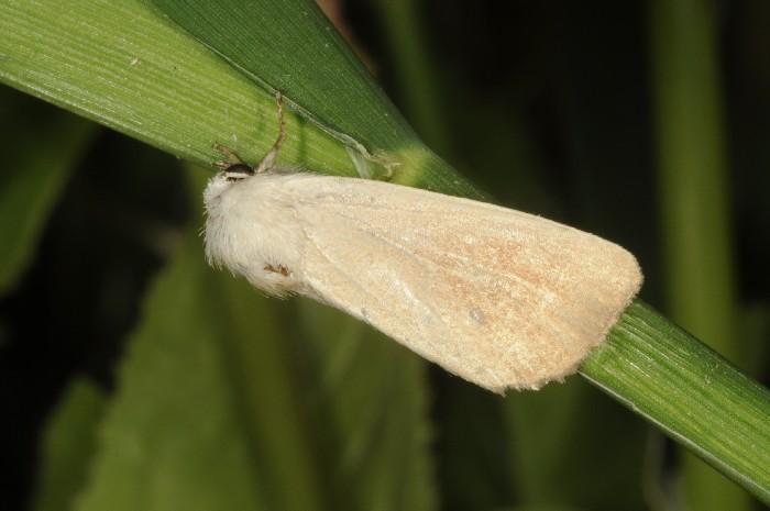 Schmetterlinge Hubbelrath In Hubbelrath konnten im Jahr 2016 16 Arten neu nachgewiesen werden sowie zwei neue Artaggregate, von denen eines, Thymelicus sylvestris/lineola agg.