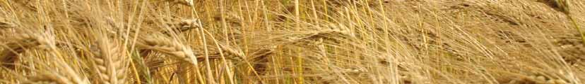 GetreideFungizide ACANTO Sehr guter Krankheitsschutz und heilende Wirkung für Ihr Getreide Produktprofil Acanto 250 g/l Picoxystrobin