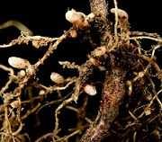 Wichtige symbiotische Stickstofffixierer sind die Rhizobien in den Wurzelknöllchen von Pflanzen.