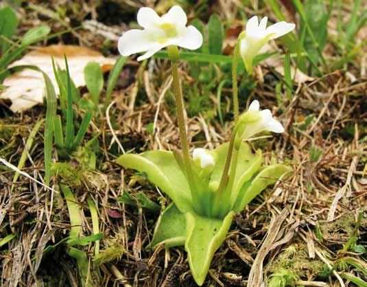 Sie unterscheiden sich im Wesentlichen durch die Form und Länge der Laubblätter, welche zu Fangorganen umgebildet sind und in einer lockeren Rosette