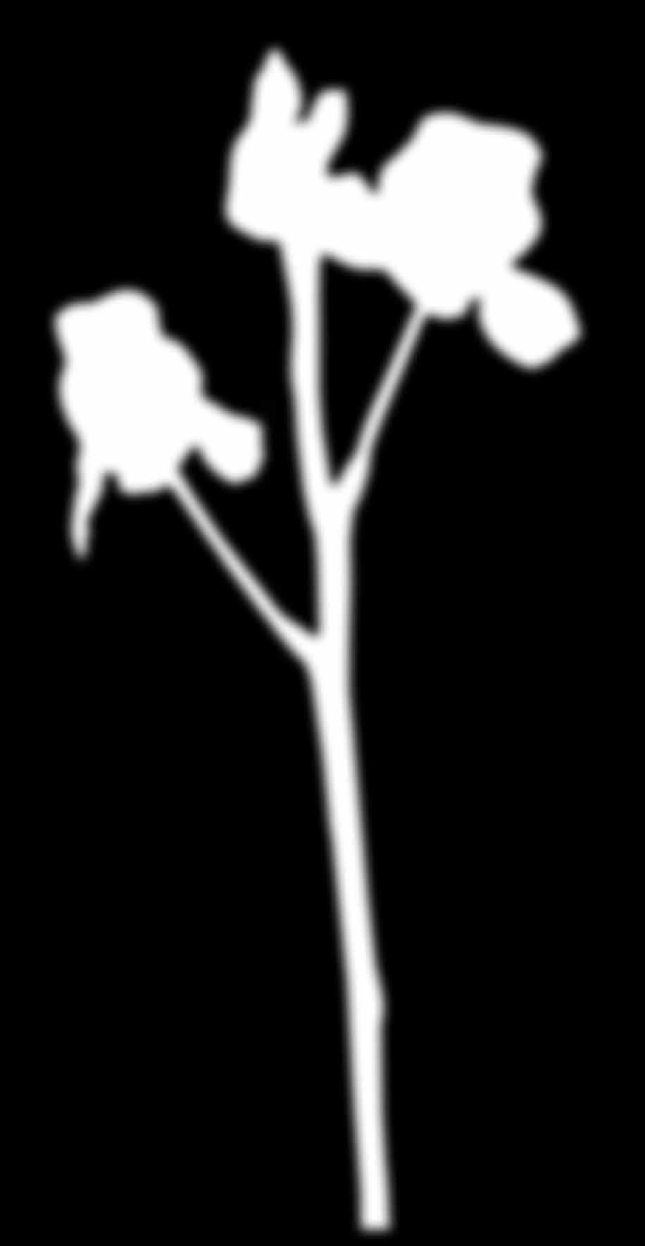 (Utricularia australis) vertreten und vorwiegend in Stillgewässern der Tallagen anzutreffen. Seine Besonderheit sind die rundlichen Fangblasen auf seinen feinzerteilten Unterwasserblättern.