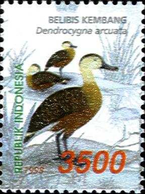 Australische Zwergente (Nettapus pulchellus)...27 c 77.