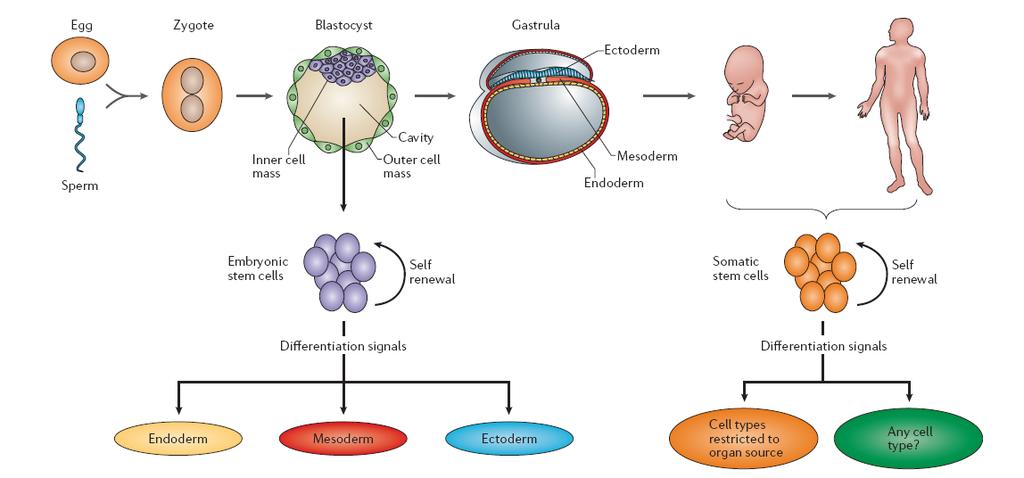 Developmental Potential of Stem Cells Embryonic stem cells (ESC) Adult stem cells