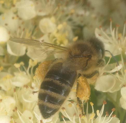 2.2.2. Blütenbiologie Pollen- und nektarfressende Tiere (Insekten, Vögel und Fledermäuse) fungieren zugleich als Bestäuber Koevolution: