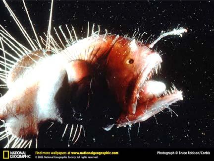 Putzerfisches Labroides dimidiatus -