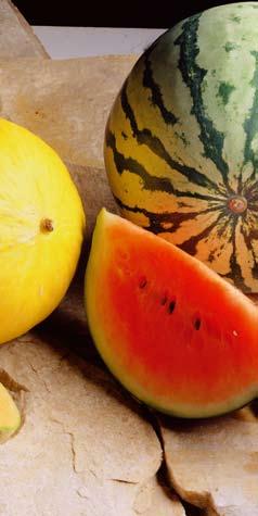 Rayman Cabannes/Corbis tanisch näher steht als der Wassermelone. Nach Europa gelangte die Zuckermelone via den Orient.