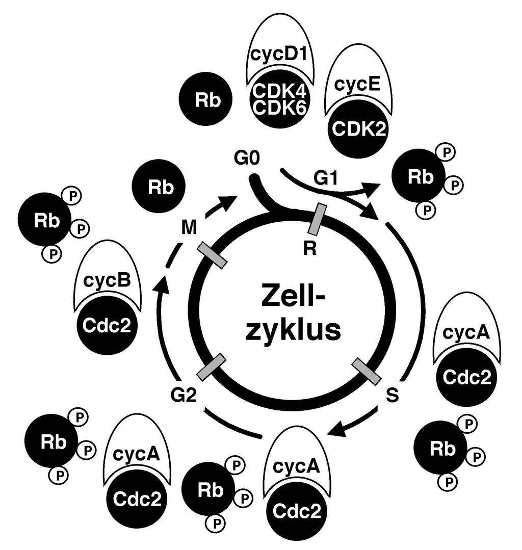 E2F/DP Familie und verhindert hierdurch die Hochregulation von Genen, die z.b. für die Aktivierung der DNA-Synthese während der S-Phase benötigt werden.