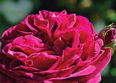 Tauchen Sie ein in die verzauberte Welt der Rosen-Düfte. Ein ganz besonderes Erlebnis zu jeder Jahreszeit!