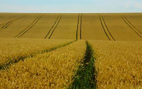 Beispiel Getreide Getreide-Intensivanbau Bio-Getreideanbau Säen Gebeiztes Saatgut
