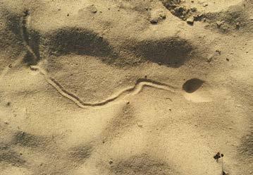 Baumeister im Sand Ameisenlöwe und Sandlaufkäfer Hin und wieder kann man im Sand der Düne kleine, steile Trichter sehen. Es sind die Fanggruben des Ameisenlöwen, der Larve der Ameisenjungfer.
