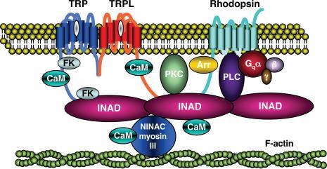 Der Signalplex: Proteine bilden mit Hilfe des INAD Proteins ein Cluster Trp, PLC, und PKC, benötigen INAD zur Lokalisation in den Rhabdomeren Trpl, Rhodopsin, NinaC, und CaM kinase lokalisieren ohne