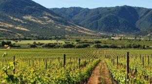 Fahrt: ca. 120 km, ca. 2,5 Stunden. Fahrradtour: ca. 13 km, ca. 2 Stunden. 4. Tag: Auf dem Weg zum Wein-Experten F/M/- Das Colchagua Tal gilt als bekanntestes Weinanbaugebiet Chiles.