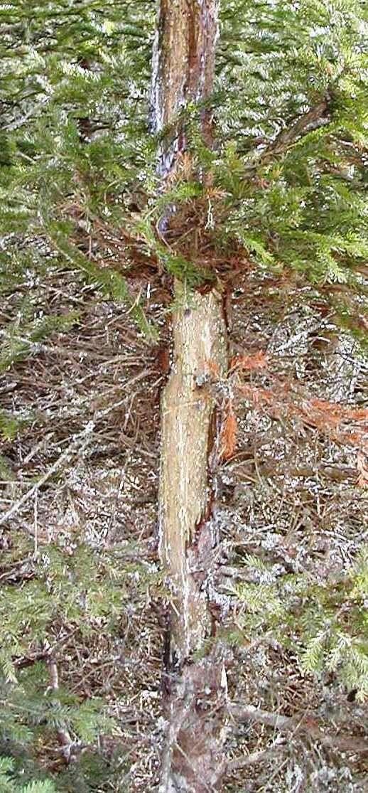 Haftung im Wald D.h., keine erhöhte Verkehrssicherungspflicht bei Wildschäden an Baumstämmen im Wald (Rotwild, Biber, etc.