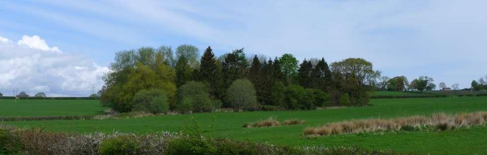 Wald - Baumbestand Baumbestand (ÖNORM L 1122) Kollektiv von in gegenseitiger Wechselwirkung stehenden Bäumen