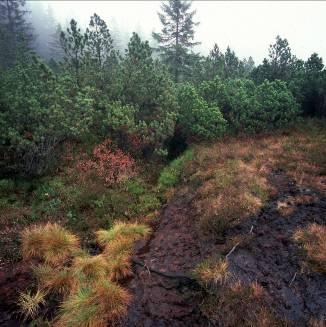 Aufgaben des Naturschutzes Umsetzung FFH Moorschutzprojekt im Erzgebirge durch Naturpark