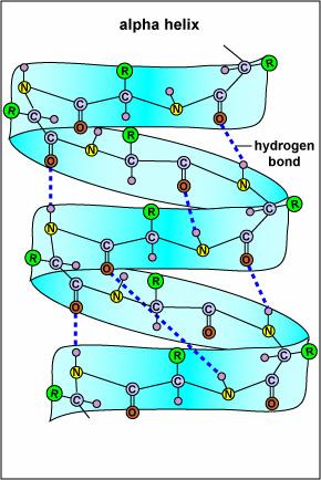 Proteinstruktur Charakteristische NOE