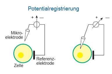 aufbaut wird Ruhemembranpotential genannt. Das Membranpotential kann mit Mikroelektroden (Glasröhrchen mit einem Spitzendurchmesser von 0, 1 bis 1µm) gemessen werden (siehe Abb. (10)).