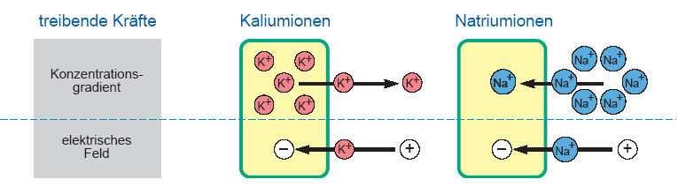 Abbildung 11: Schematische Darstellung der zwei treibenden Kräfte, die für die Einstellung des Ruhemembranpotentials