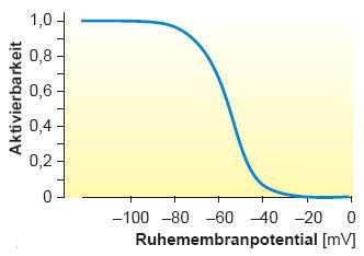 an Kanalaktivierungen zu erreichen als bei normaler Ca 2+ - Konzentration. Durch weniger Ca 2+ wird die Membran also erregbarer (siehe Abb. (19)).
