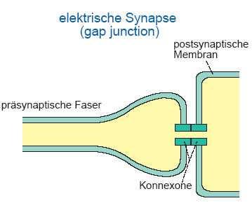 Abbildung 27: Schematische Darstellung einer elektrischen Synapse Die chemische Synapse (siehe Abb.