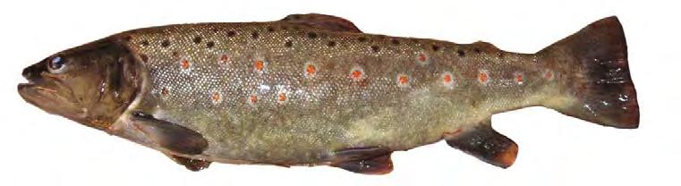 In Aquaponic getestete Fischarten Tilapia (Oreochromis