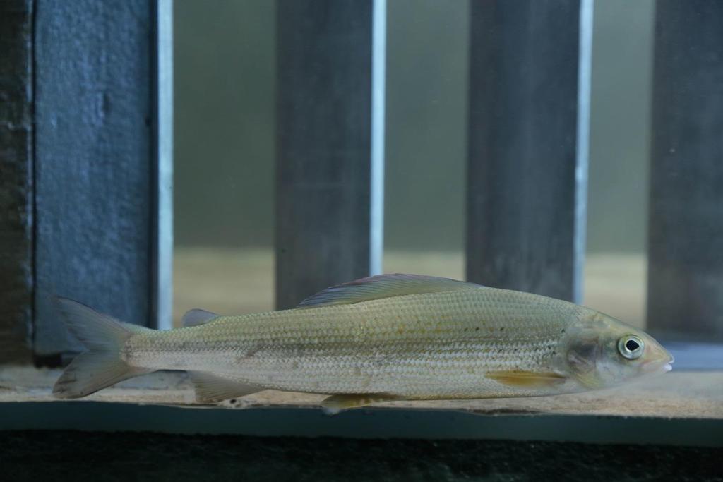 Used fish species, only wild fish grayling