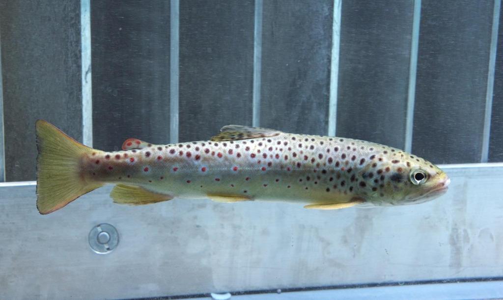 brown trout (Salmo