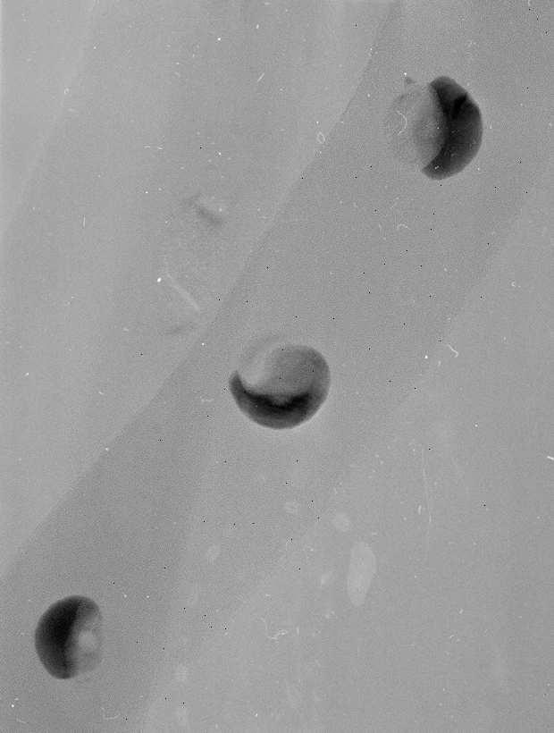 9.1. Struktur der Nanodrähte a) b) Au Si 20 nm Abbildung 9.3.: HRTEM-Aufnahme eines SiO 2 -Nanodrahts mit eingebetteten Gold/Silizium-Nanopartikeln (a).