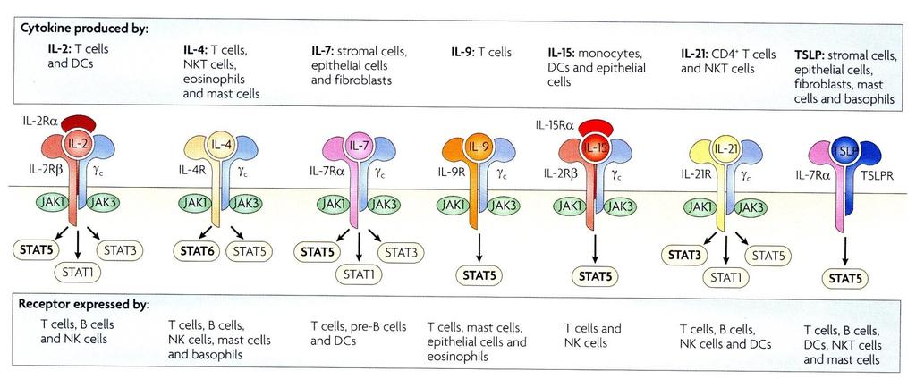 Common-Gamma-Familie Rochman et al., Nature Rev. Immunol. 9:480 8(2009) Die Cytokine der gc Familie verwenden alle eine bestimmte Rezeptoruntereinheit, gc (a.k.a. IL-2Rg).