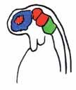 16 Das Modell des dreigeteilten Gehirns Entwicklung des Gehirns Clara (9 Jahre) kam wegen zu vieler Rechtschreibfehler zur