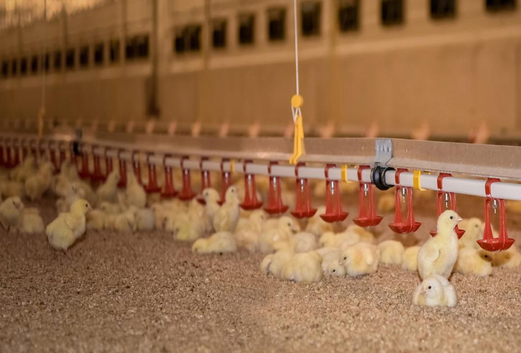 Steckbriefe zur Tierhaltung in