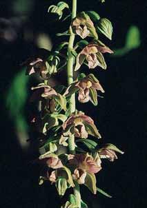 19) Die Violette Stendelwurz wird sehr selten gefunden; sie bevorzugt sehr dunkle, dichte Fichtenwaldbestände mit tiefgründigem, lehmigem Boden. Dort konnte ich diese Art finden.