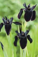 Iris chrysographes (Schwarze Samtschwertlilie) Der Name kommt von der goldgelben Zeichnung auf den Hängeblättern. Heimat ist Südwest-China.