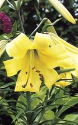10007 Golden Splendour, trompetenförmige, tiefgoldgelbe Blüten von etwa 15 cm