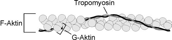 I Einleitung Cytoskeletts sind.