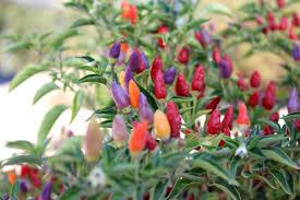 165 Pur Pur Peru C. frutescens - Violet 7-8 Diese Pflanze hat purpurfarbene Stengel, Blattadern und Keimblätter.