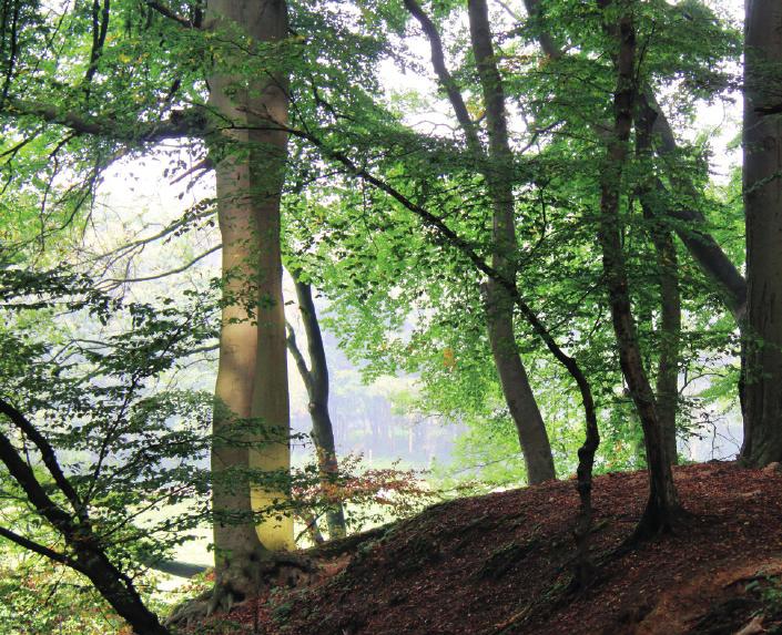 5 Waldzustandsberichte NRW Der jährliche Waldzustandsbericht NRW geht auf die frühen 1980er Jahre zurück.