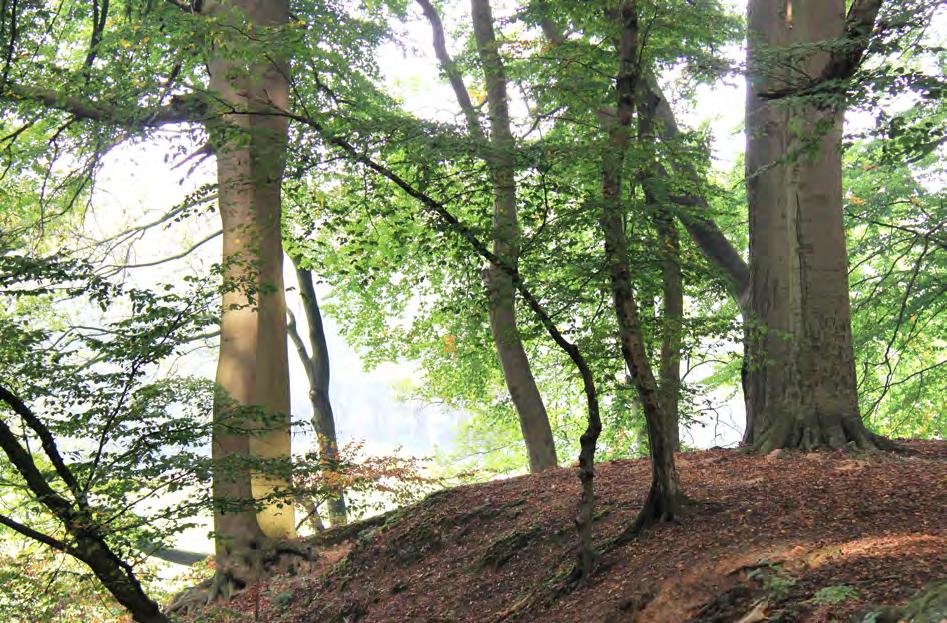 6 Foto: L. Falkenried Die Waldzustandserfassung 2015 die wichtigsten Ergebnisse im Überblick Kronenzustand Im Vergleich zum Vorjahr hat sich der Wald in NRW wieder etwas erholt.
