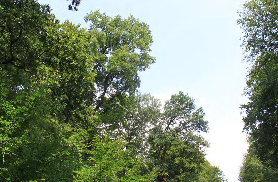 8 Foto: L. Falkenried Die Vitalität der Baumkronen 2015 Die Kronen der Waldbäume lassen eine gute Aussage darüber zu, in welchem Gesundheitszustand sich der Wald befindet.