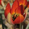 .. 4,90 Tulipa Sweetheart...Fosteriana T...zitronengelb.