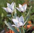 turkestanika Tulipa whittalli Tulipa Red Impression.